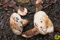 Hygrophorus pseudodiscoideus